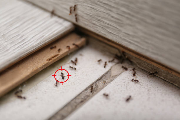 Best Local Pest Control Services  in Reform, AL