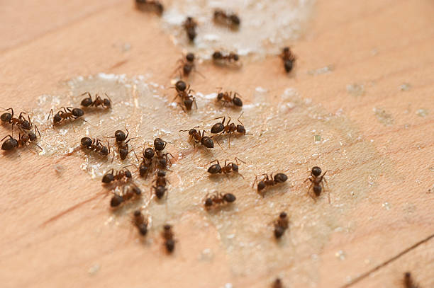 Best Mosquito Control Services  in Reform, AL