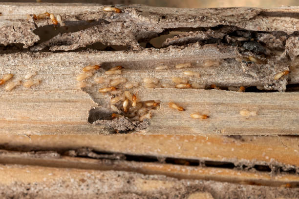 Best Pest Control Near Me in Reform, AL